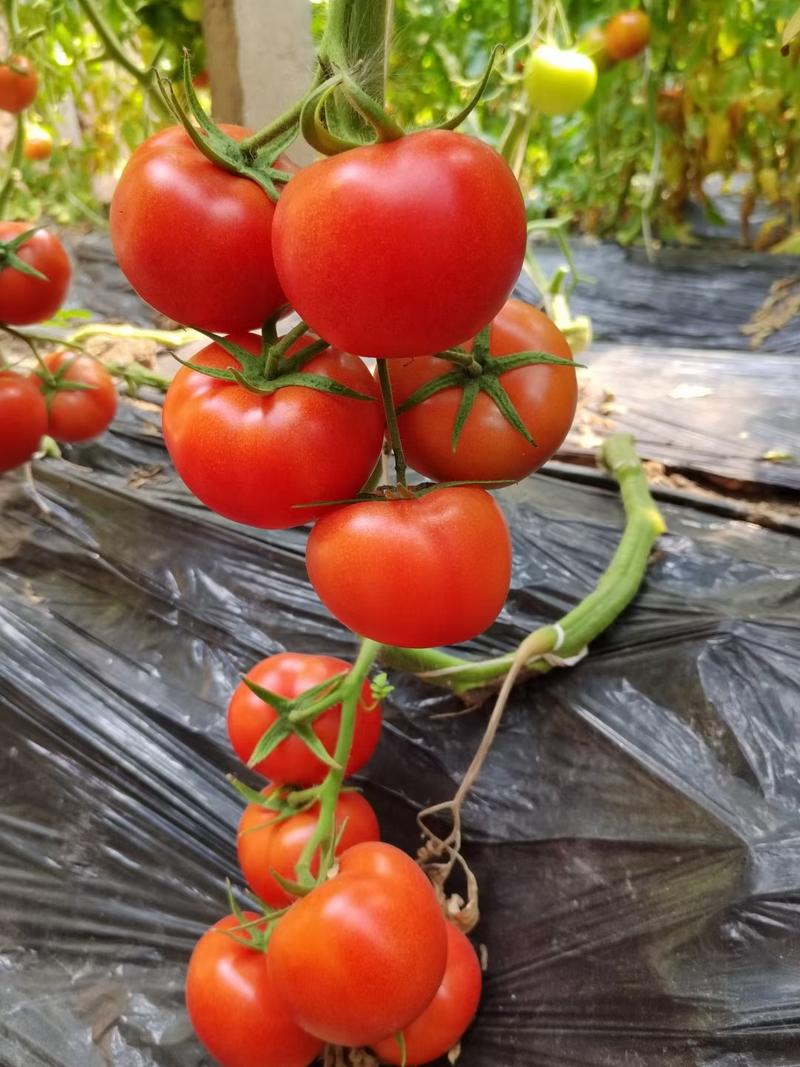 大红番茄苗耐热红果西红柿苗思贝德西红柿苗嫁接自根苗