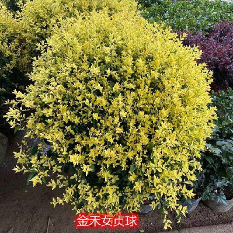 冠幅100厘米金禾女贞球（热卖）