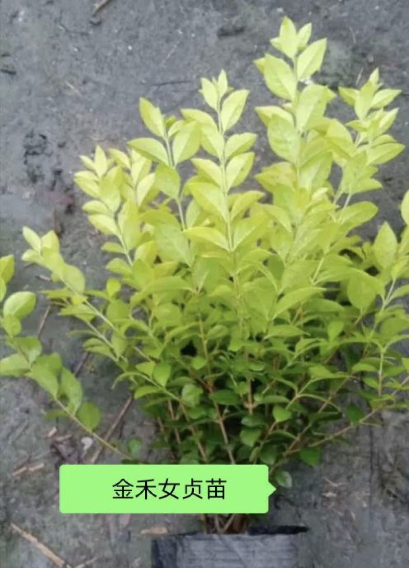 冠幅100厘米金禾女贞球（热卖）