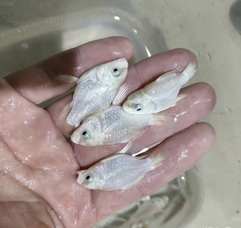 台湾蝴蝶鲤