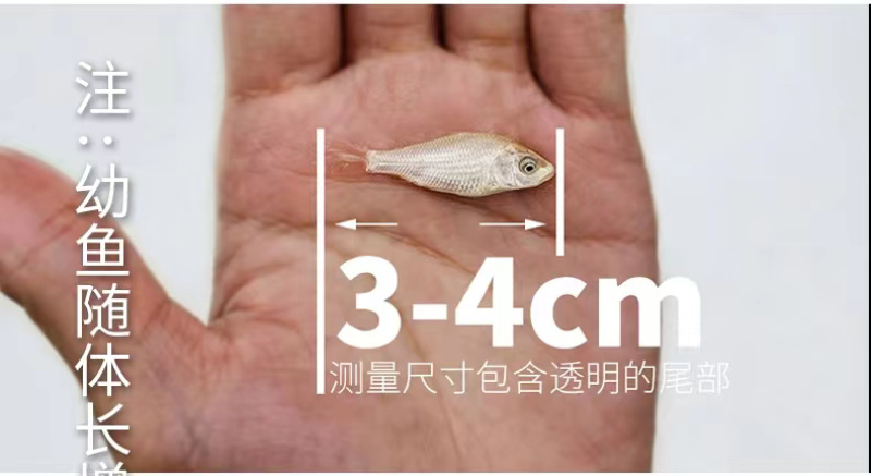 台湾蝴蝶鲤