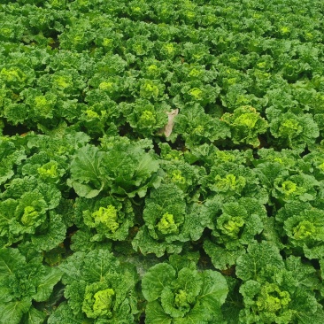贵州安顺麻叶菜大量上市