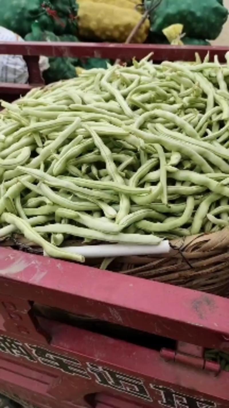 汉中城固《白不老》四季豆大量有货，条直，无虫眼，现货供应