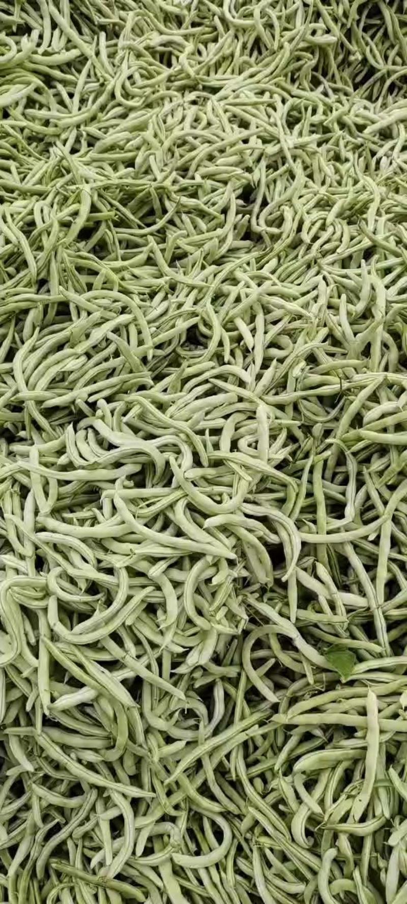 汉中城固《白不老》四季豆大量有货，条直，无虫眼，现货供应