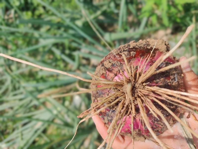 郭云农产品购销