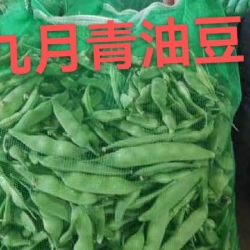 油豆