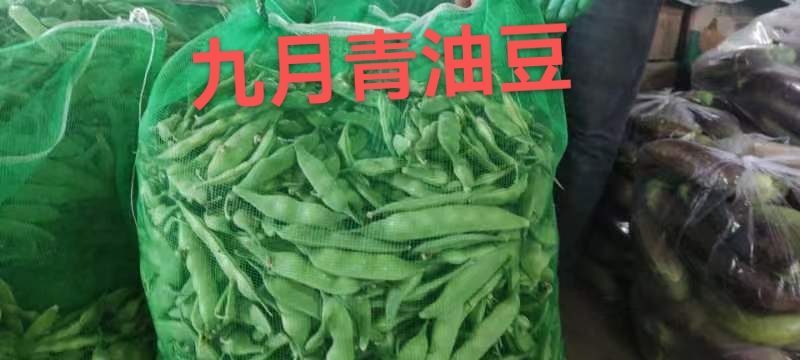 油豆