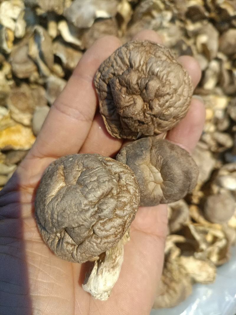 香菇防野生香菇产地直销全国供应一吃一件代发