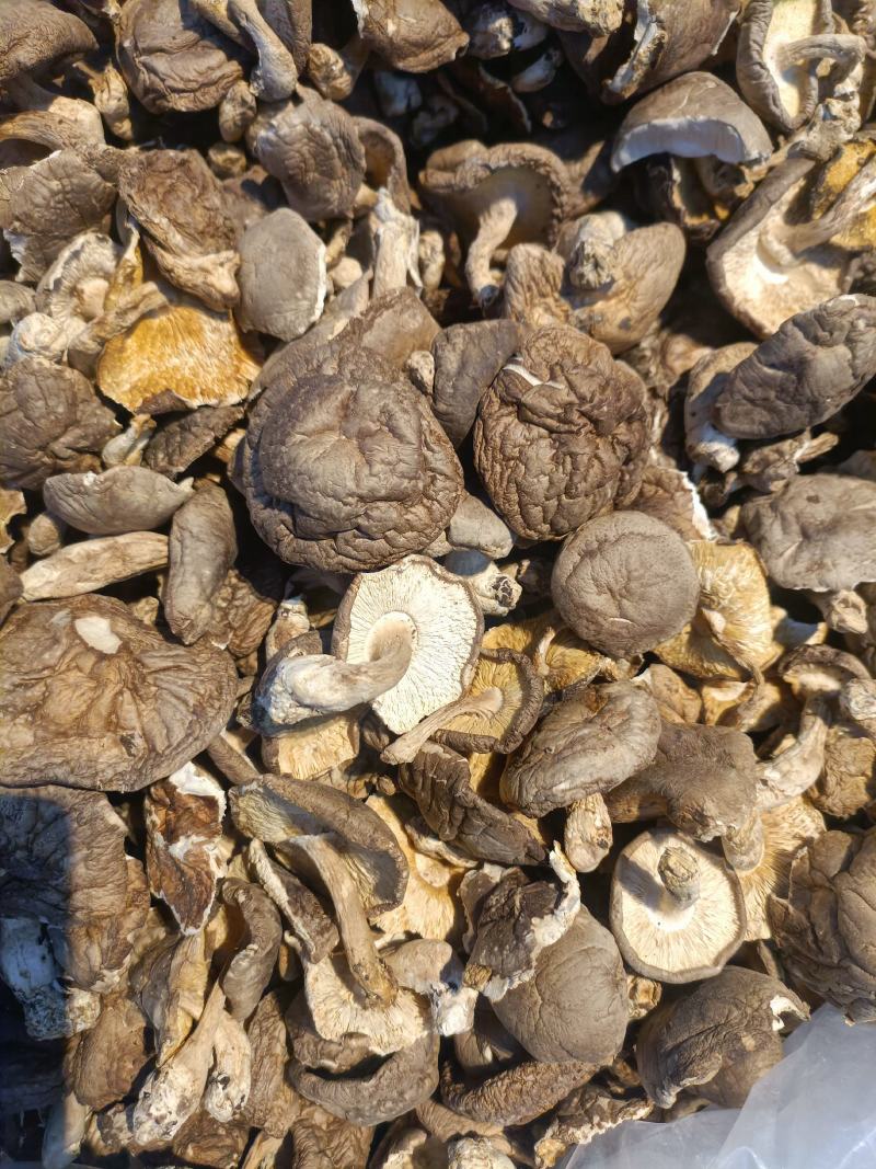 香菇防野生香菇产地直销全国供应一吃一件代发