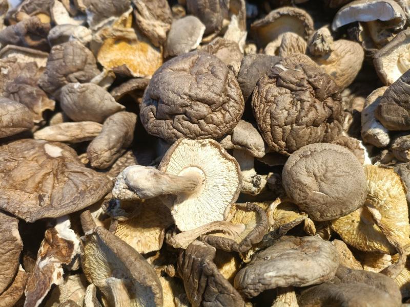 香菇防野生香菇产地直销全国供应一吃一件代发