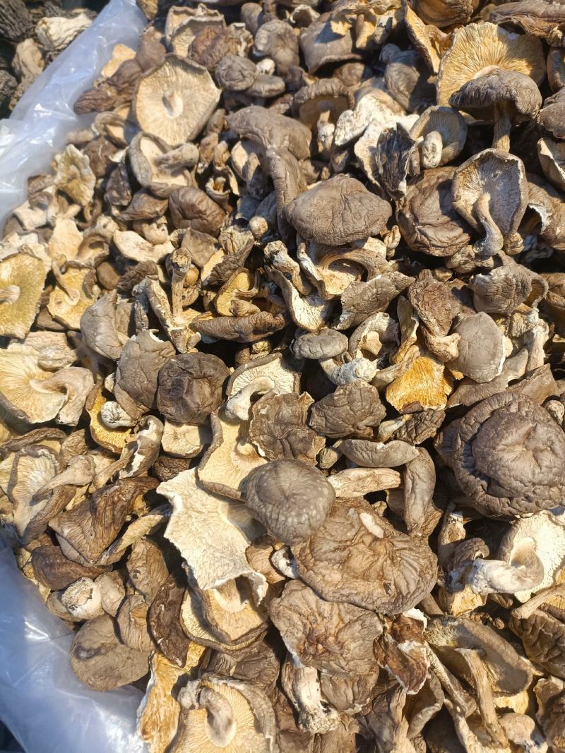 香菇防野生香菇产地直销全国供应一吃一件代发