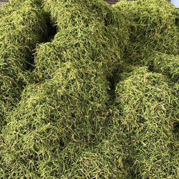 金银花山银花野生手工采摘太阳晒烘干