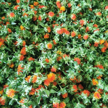 红花头橙菠萝红花果西域红花花红叶绿个头大