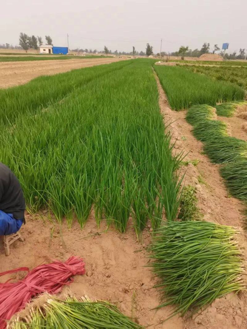 葱苗，精葱大量上市中，量大从优欢迎来电咨询