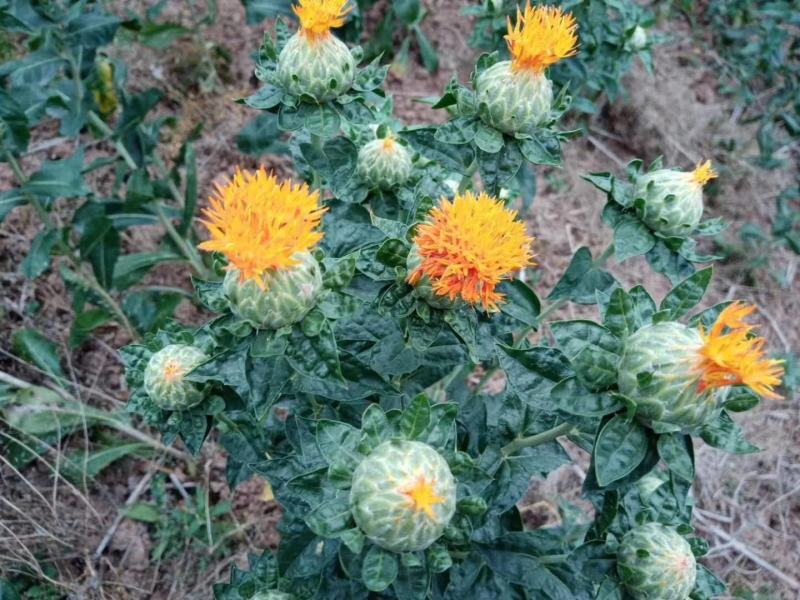 红花头橙菠萝红花果西域红花花红叶绿个头大