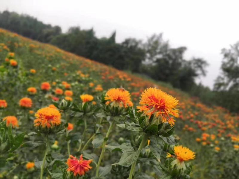 红花头橙菠萝红花果西域红花花红叶绿个头大