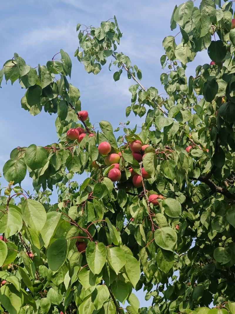 秦杏，胭脂红，金太阳，山西运城，颜色漂亮，果肉厚，