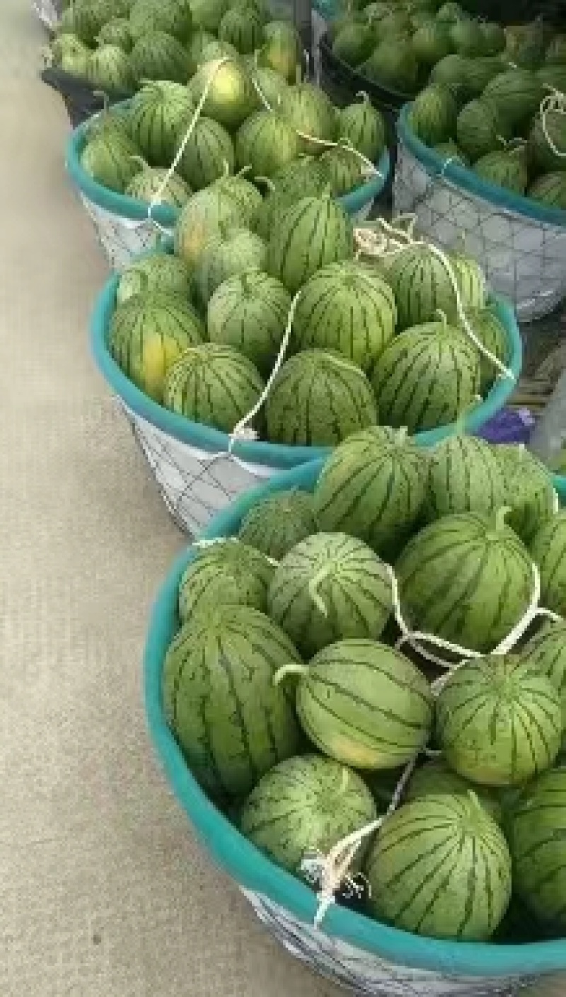 早春红玉大棚小西瓜