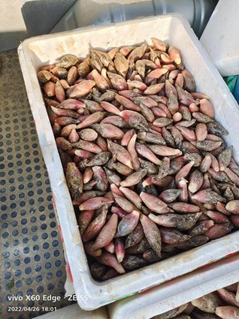 新鲜洋荷嫩芽、新鲜洋荷（基地直供）