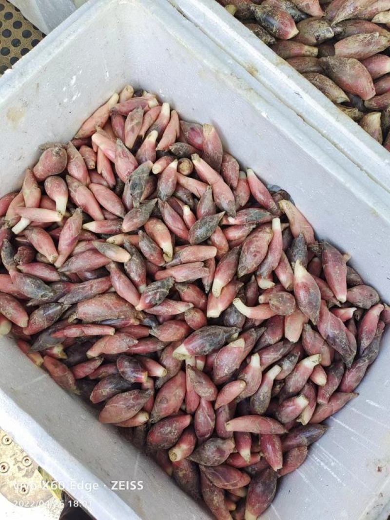 新鲜洋荷嫩芽、新鲜洋荷（基地直供）