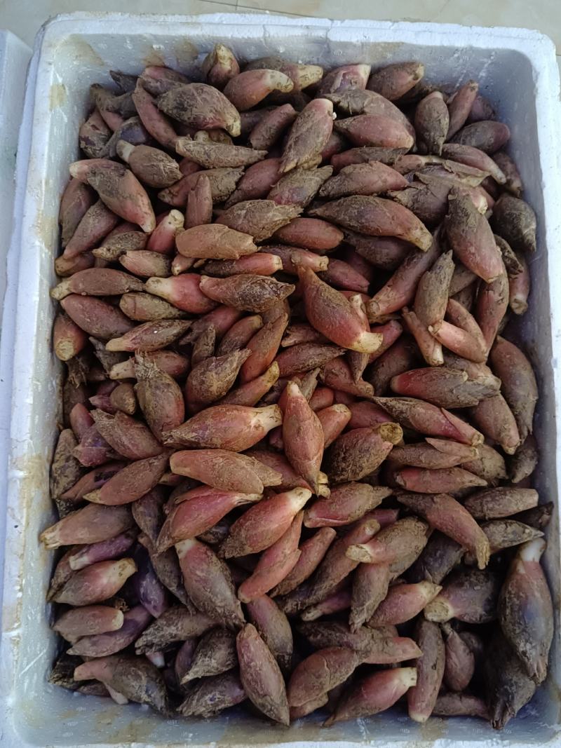 新鲜洋荷嫩芽、新鲜洋荷（基地直供）