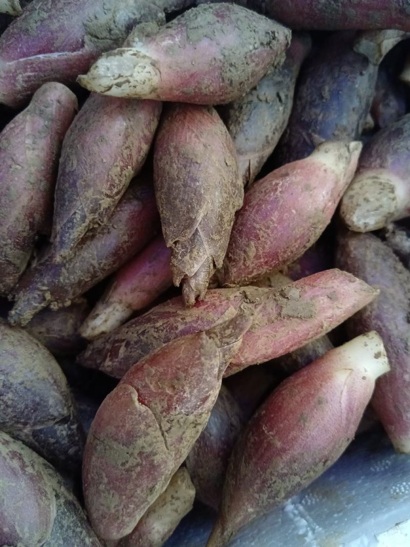 新鲜洋荷嫩芽、新鲜洋荷（基地直供）
