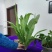 舌尖上的美味油麦菜耐寒耐热性均比较强周期70天香米型香味