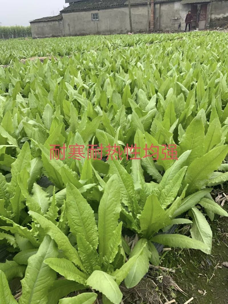 舌尖上的美味油麦菜耐寒耐热性均比较强周期70天香米型香味