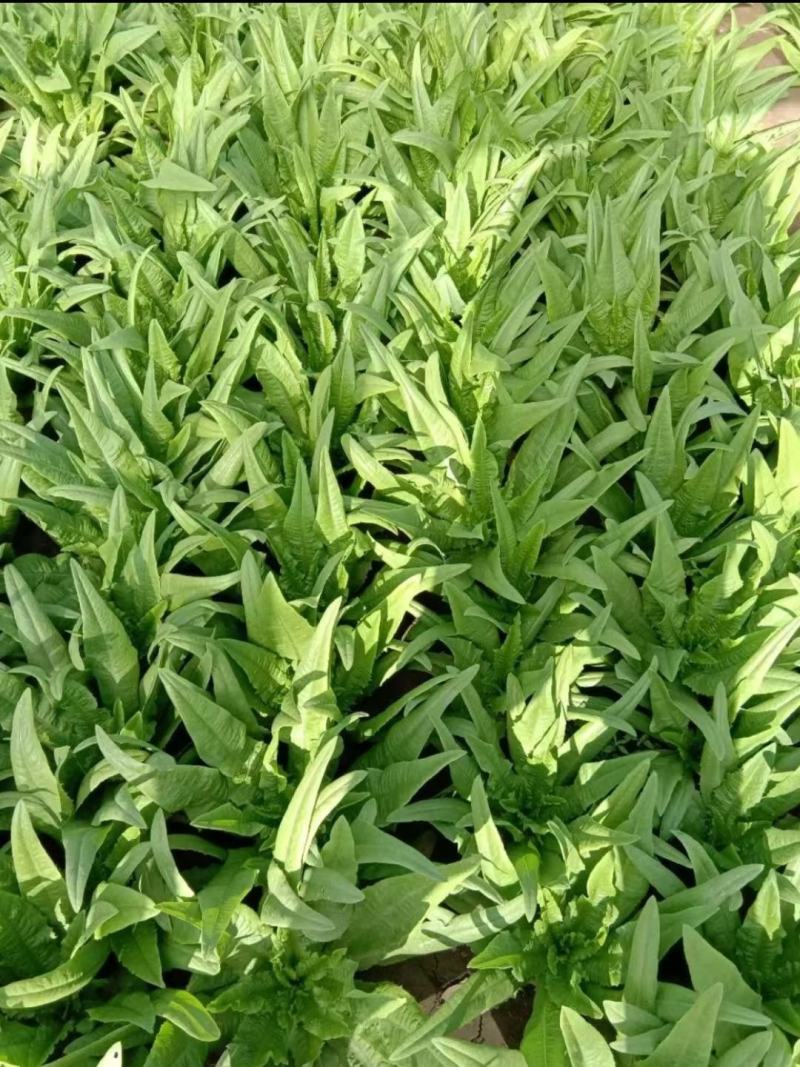 舌尖上的美味油麦菜耐寒耐热性均比较强周期70天香米型香味