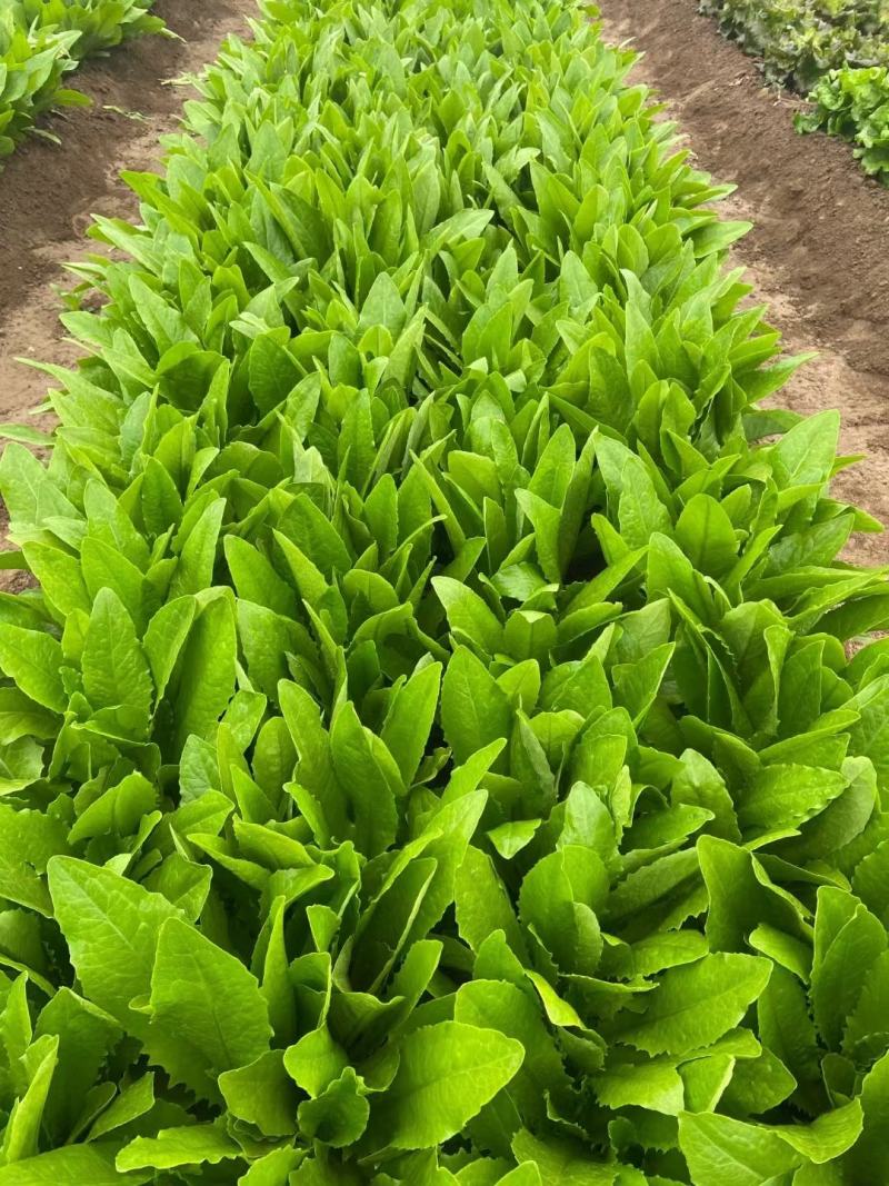 舌尖上的美味油麦菜耐寒耐热性均比较强周期70天香米型香味
