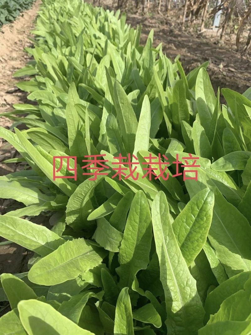 舌尖上的美味油麦菜耐寒耐热性均比较强周期70天香米型香味