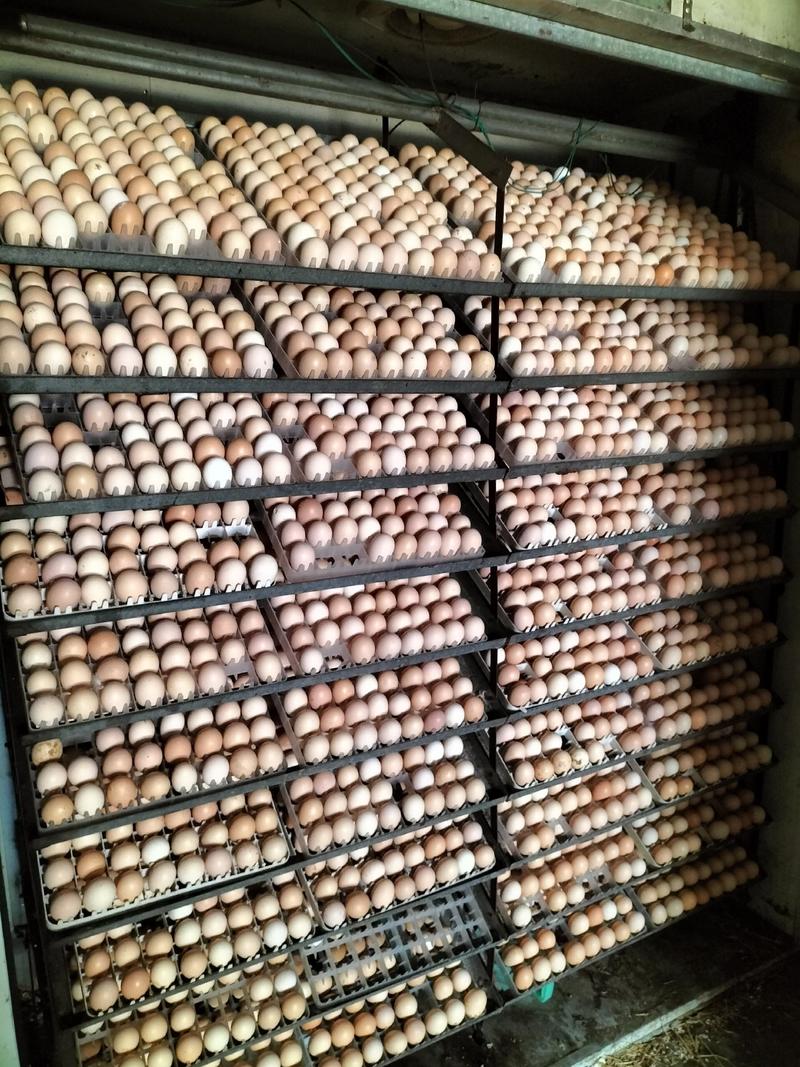 大量新鲜的草鸡蛋鸡胚蛋？钢化蛋！水蛋！实蛋！毛蛋旺蛋寡蛋