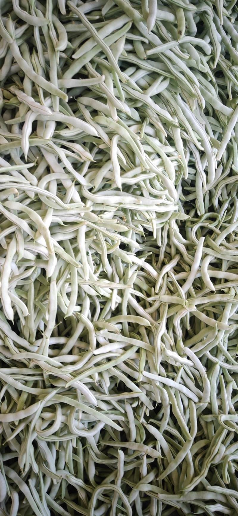 冷棚刚下来白豆角质量好