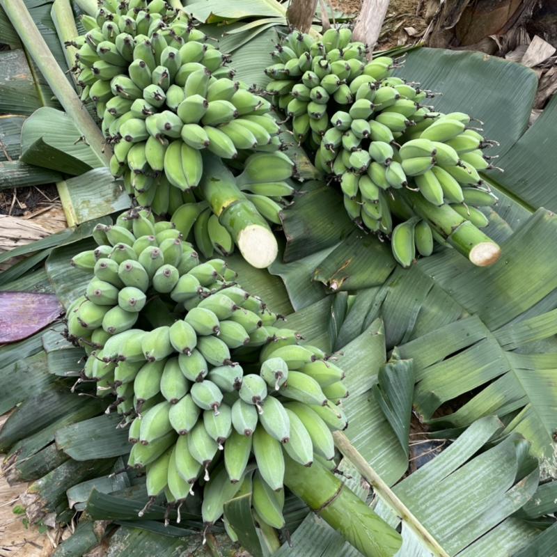 红皮香蕉苹果蕉粉蕉美人蕉双拼应季水果整箱包邮5斤9斤