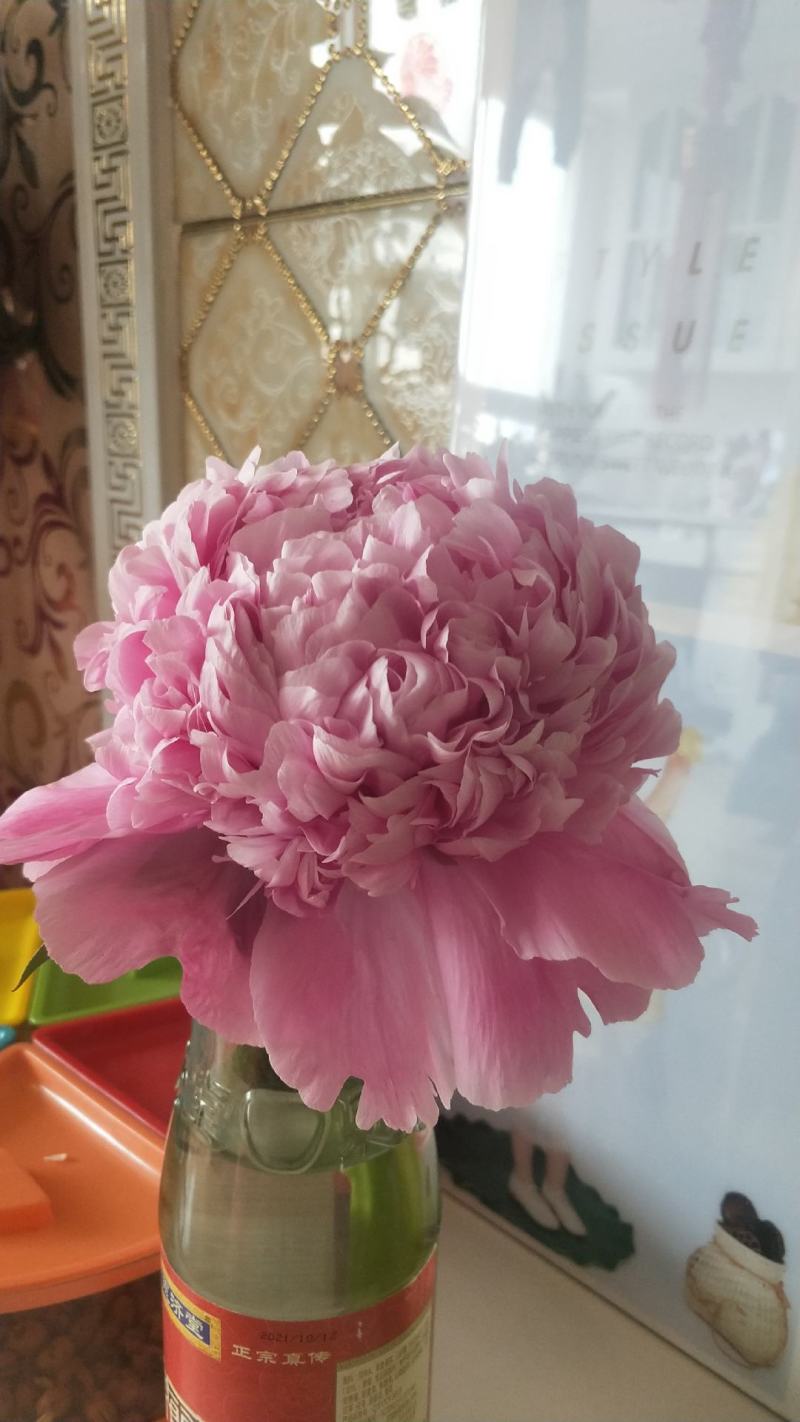芍药鲜切花，
