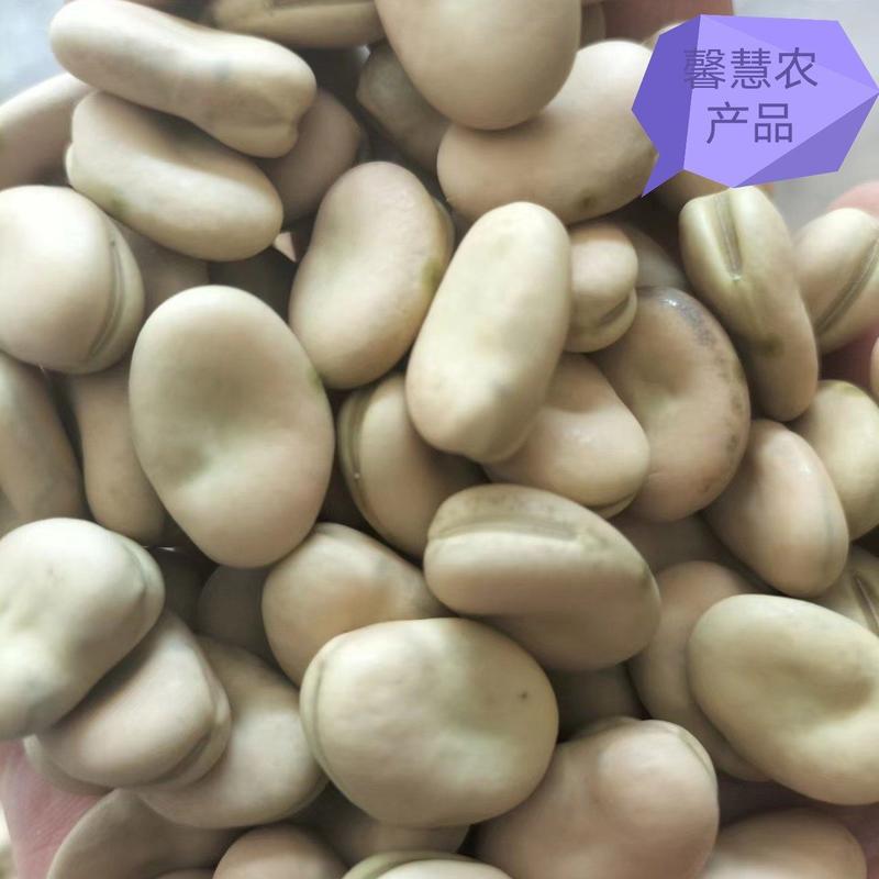 楚雄干蚕豆，850粒左右大小，大量供，可供厂家，价格随行