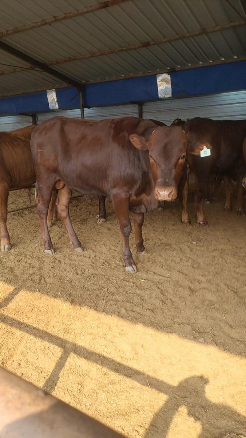 夏洛莱牛犊纯种夏洛莱母牛活牛养殖场1500元补贴包运输