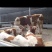 夏洛莱牛犊纯种夏洛莱母牛活牛养殖场1500元补贴包运输