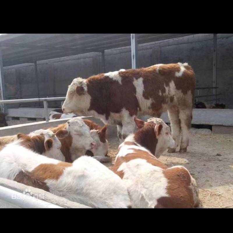 牛鲁西黄牛养殖场改良肉牛犊小黄牛活牛苗量大从优