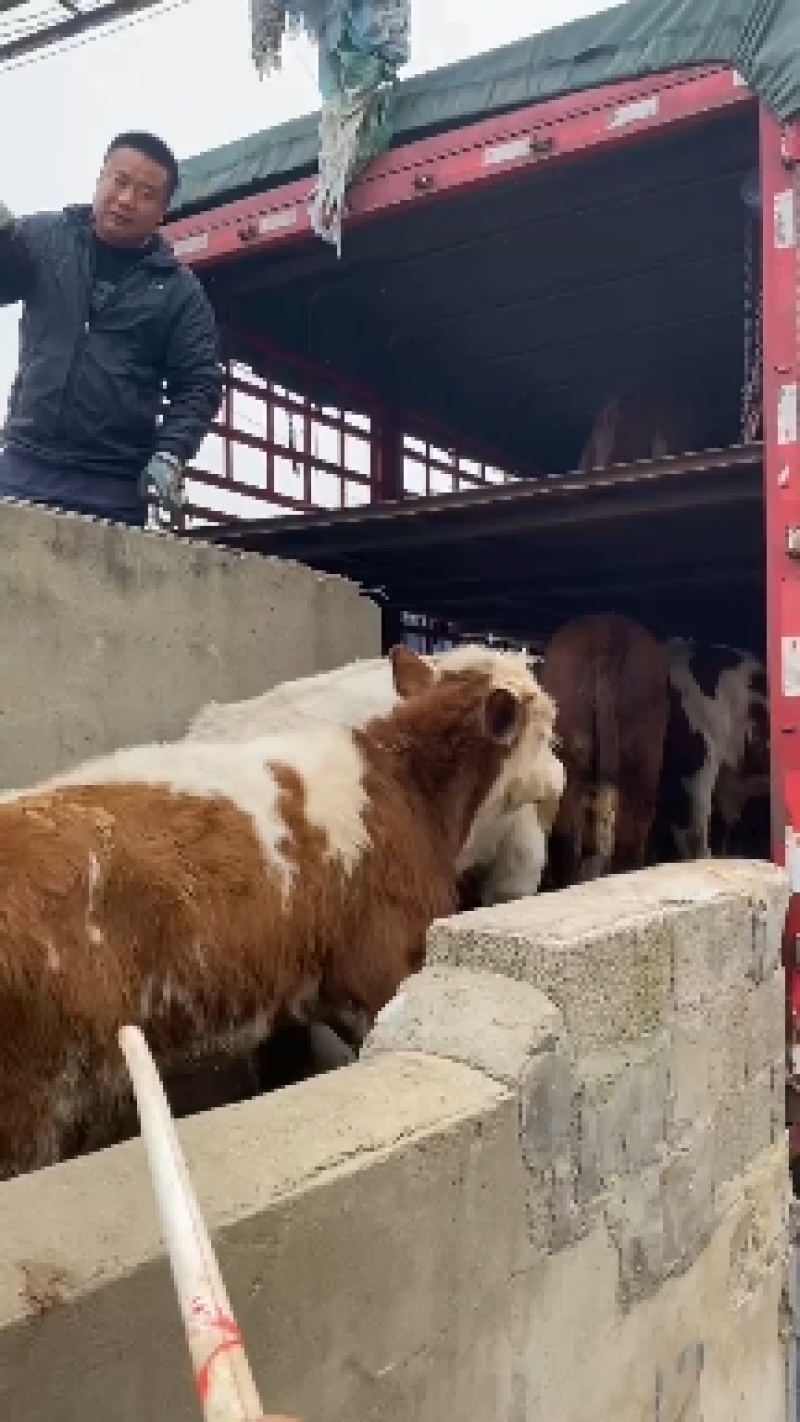 牛鲁西黄牛养殖场改良肉牛犊小黄牛活牛苗量大从优