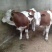 牛鲁西黄牛养殖场改良肉牛犊小黄牛活牛苗量大从优