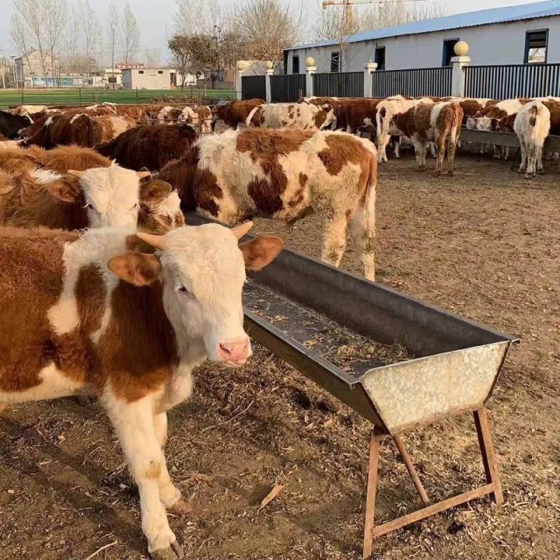 牛鲁西黄牛养殖场改良肉牛犊小黄牛活牛苗量大从优