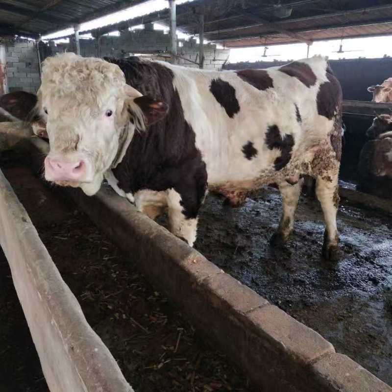西门塔尔牛犊肉牛苗养殖场活牛育肥牛厂价出售