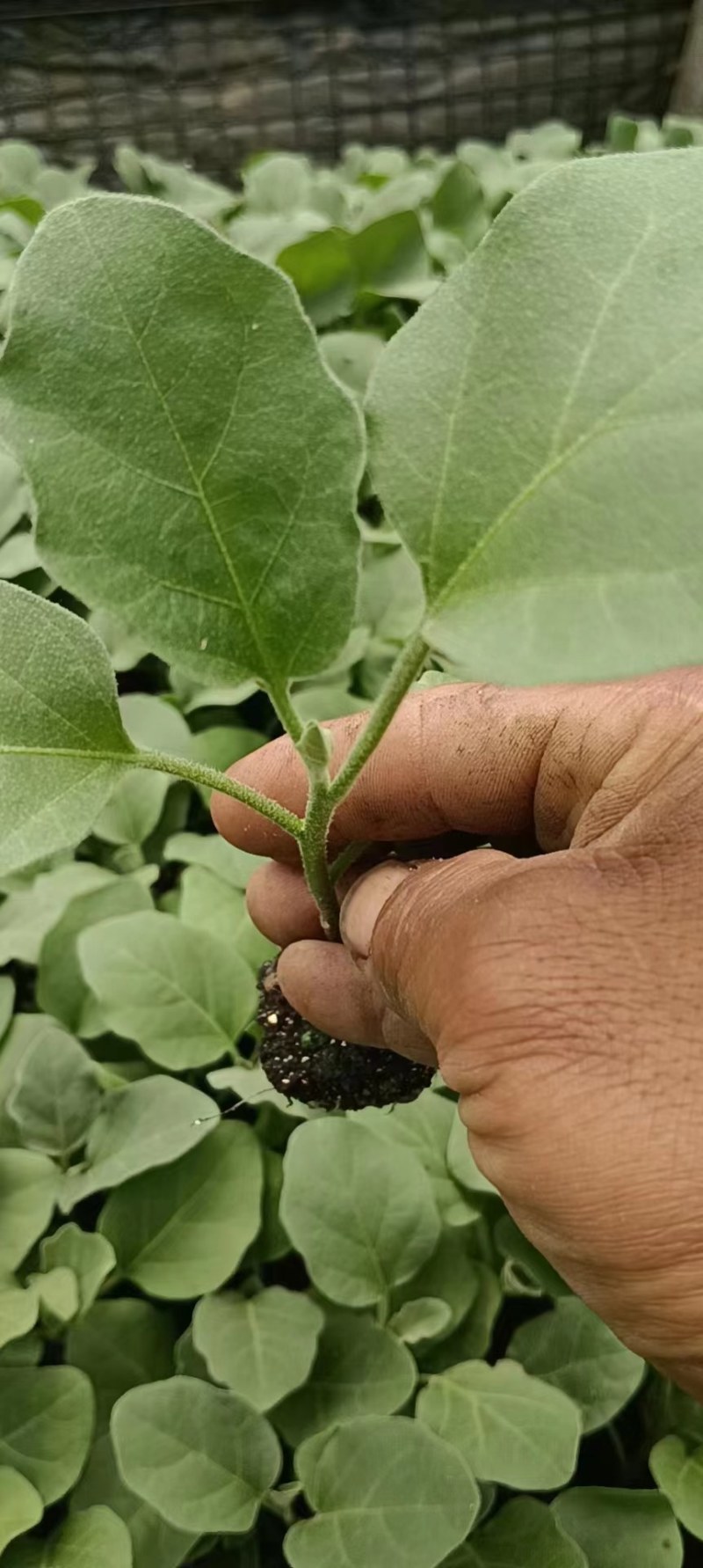 青皮茄子苗绿灯泡茄子苗绿皮长茄子苗直播绿皮茄子苗