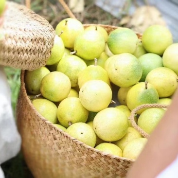 【一件代发】南麓.黄芗果-有机百香果