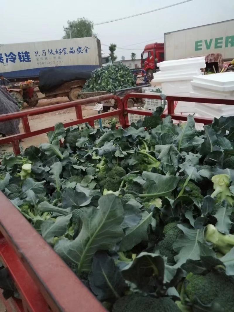 越秀耐寒西兰花抗病小米粒重600克亩栽2800低温不变紫