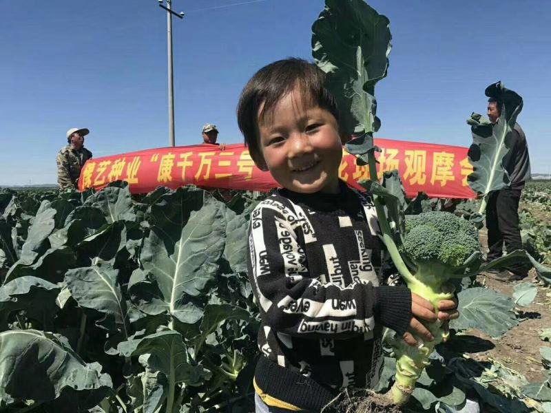 康千万三号西兰花种子轴粗不空心小米粒细密深绿色75天采收