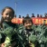 康千万三号西兰花种子轴粗不空心小米粒细密深绿色75天采收