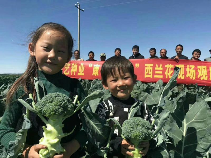 康千万三号西兰花种子轴粗不空心小米粒细密深绿色75天采收