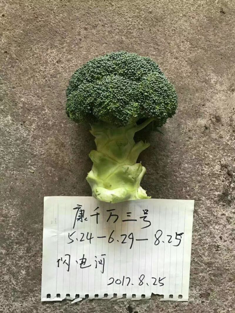 康千万三号西兰花种子轴粗不空心小米粒细密深绿色75天采收
